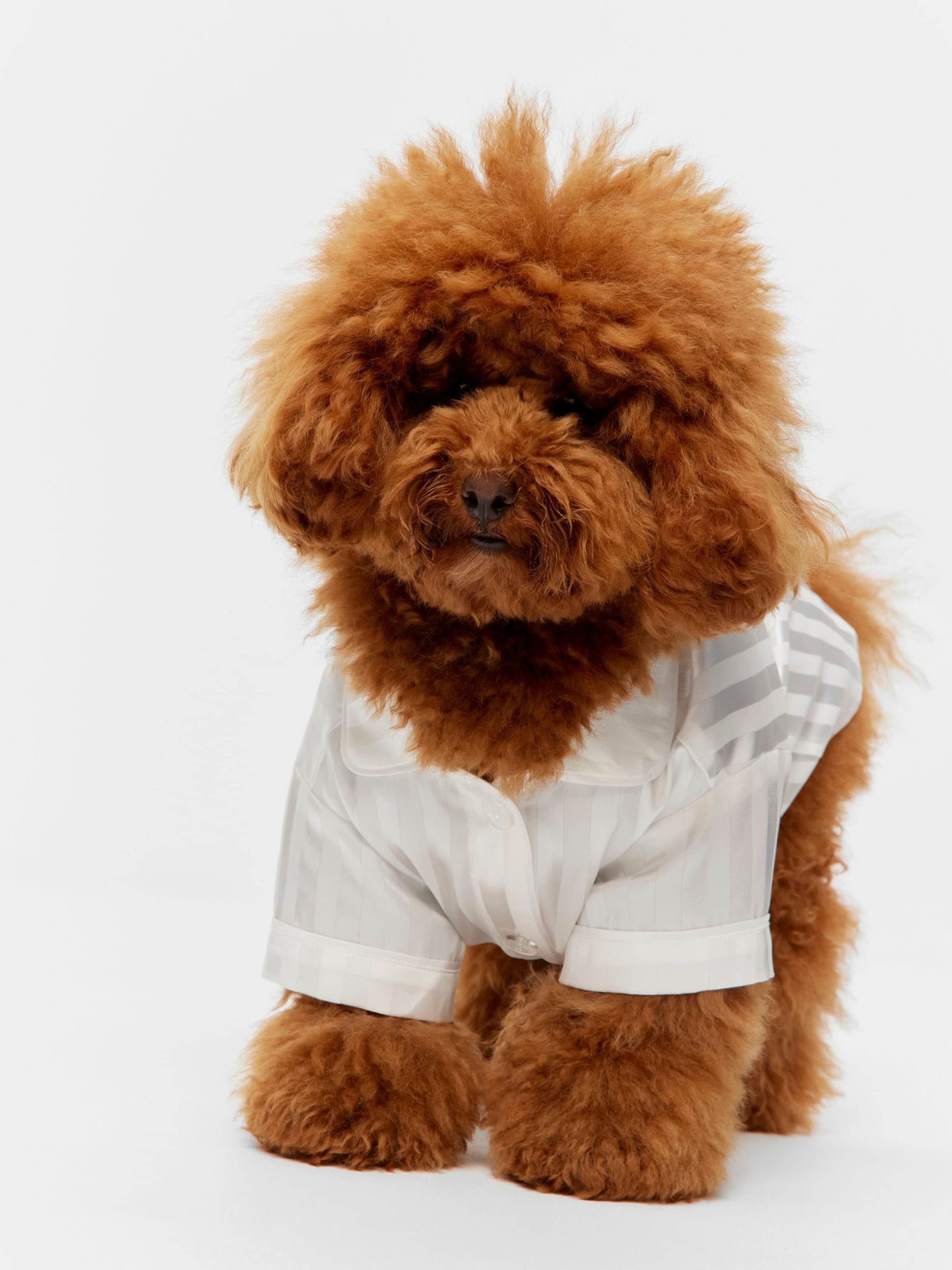 White Stripe Satin Doggie Shirt White